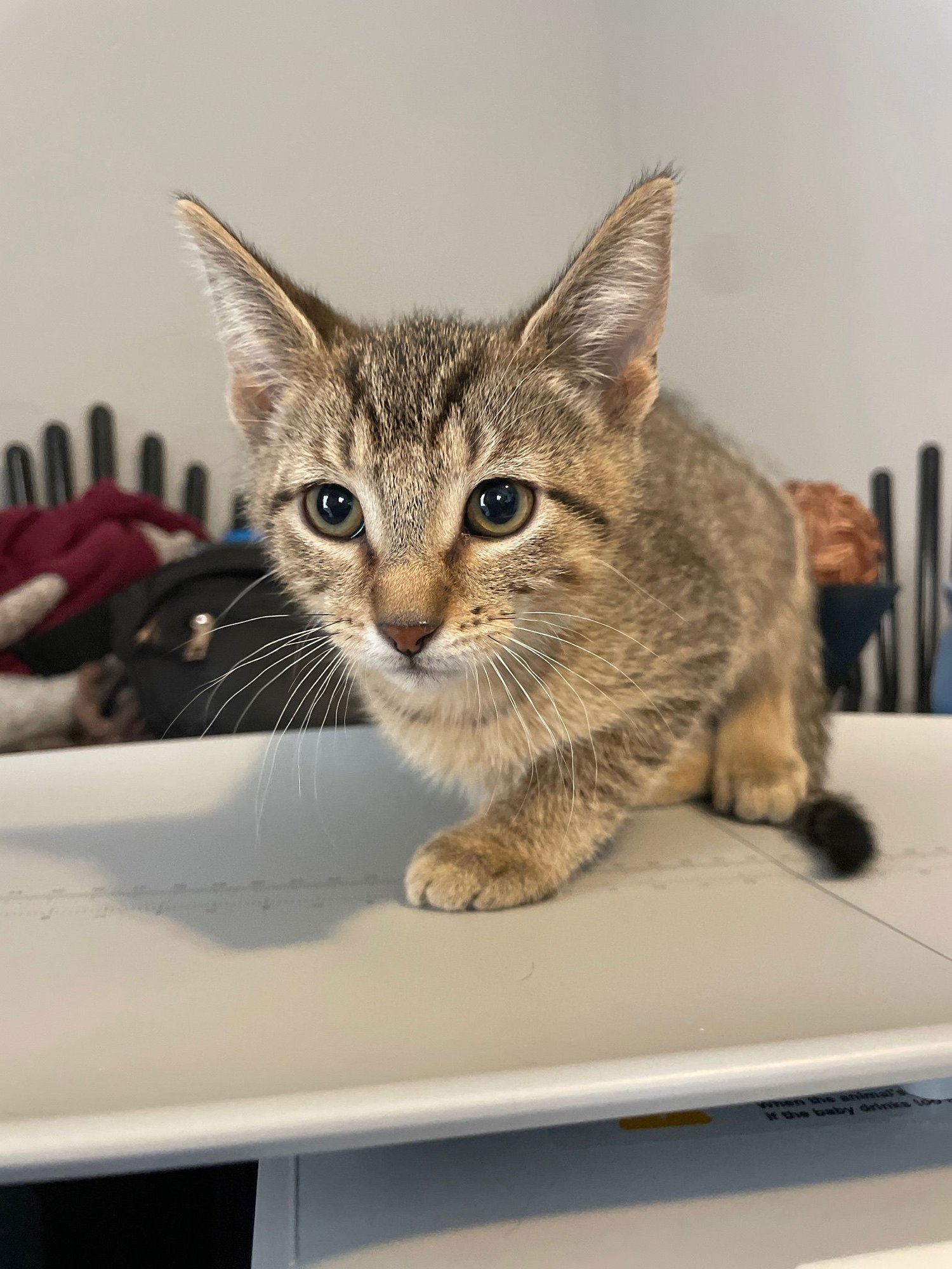 ORION - Tabby / Domestic Short Hair available for adoption