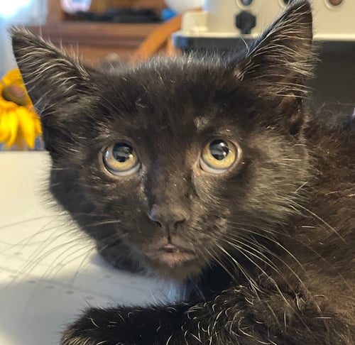 STARLING - Domestic Short Hair available for adoption