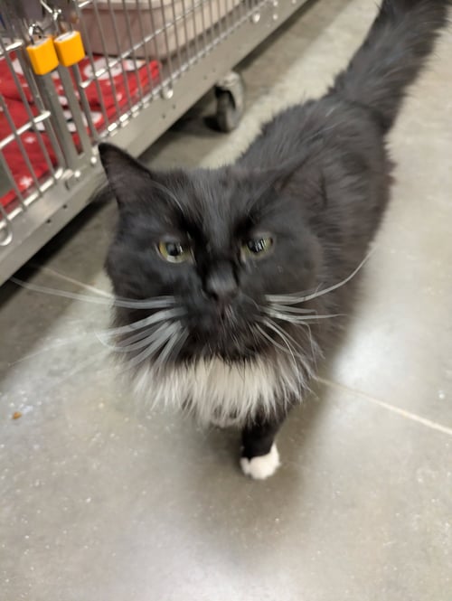 ACES - Maine Coon / Domestic Long Hair available for adoption