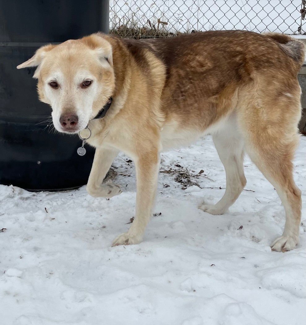 PENNIE - German Shepherd Dog / Alaskan Malamute available for adoption