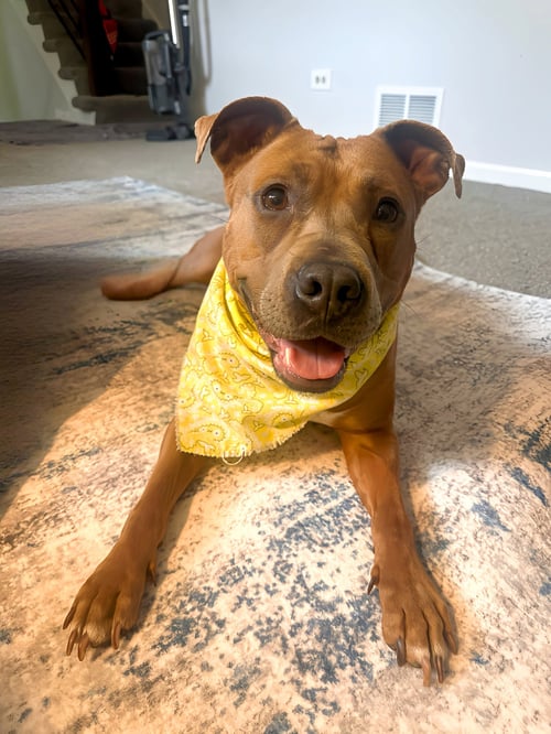 GIGI - Pit Bull Terrier available for adoption