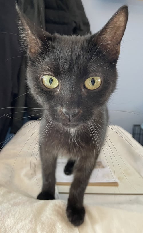 DRACULA - Domestic Short Hair available for adoption