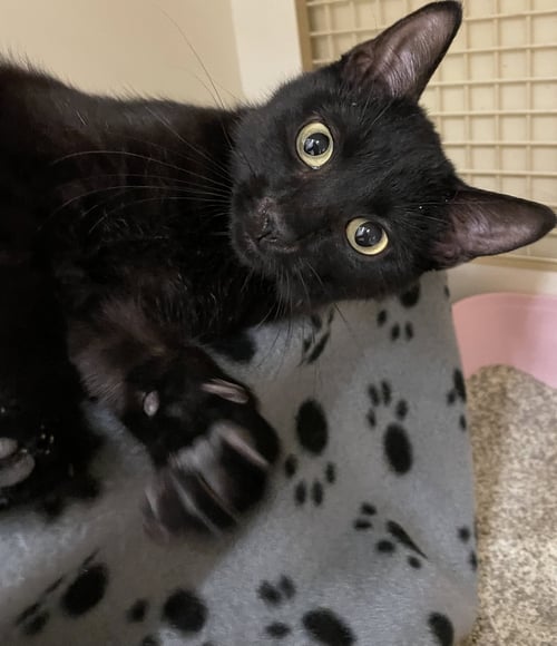 DRACULA - Domestic Short Hair available for adoption