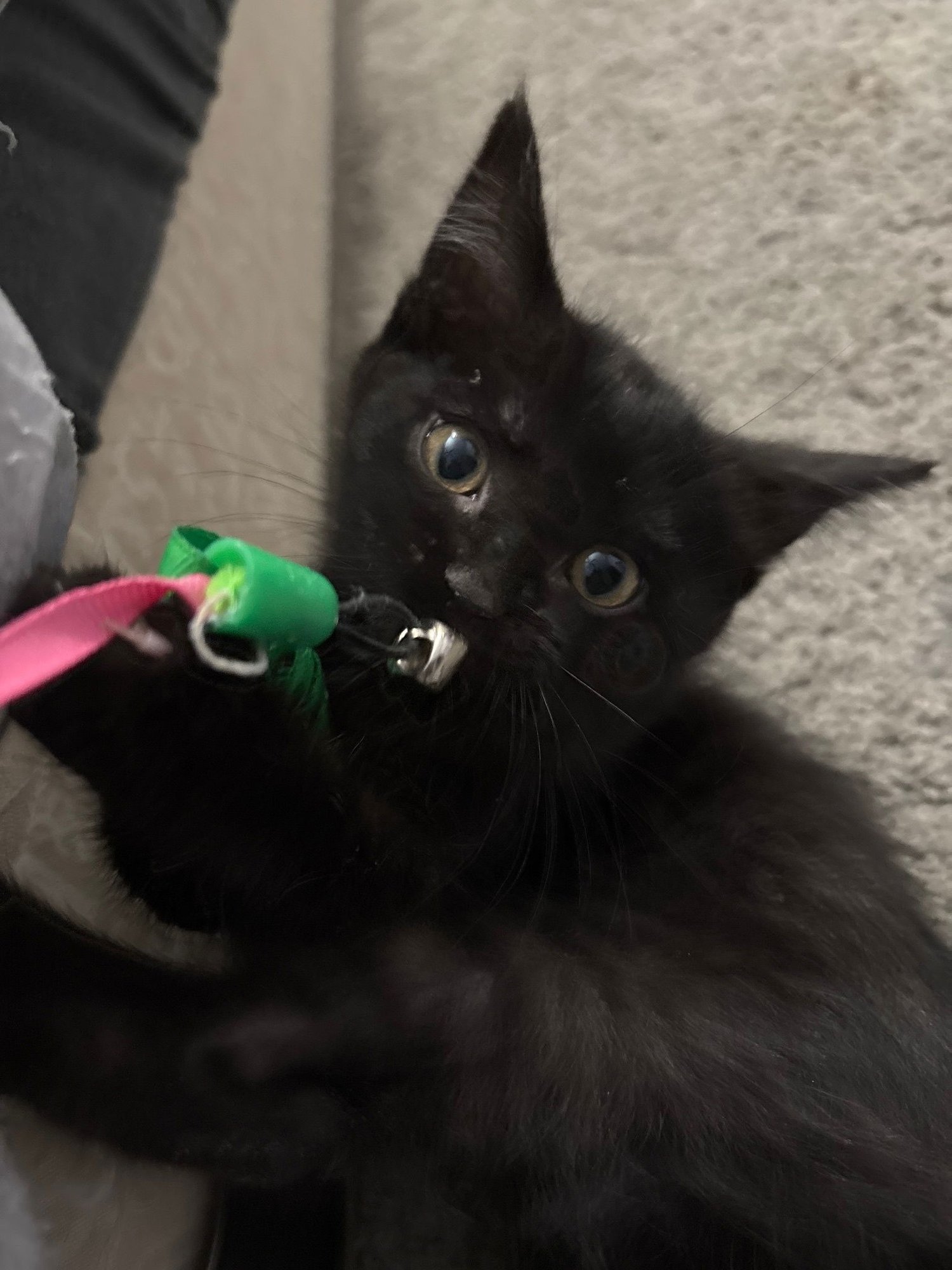 NOIR - Domestic Short Hair available for adoption