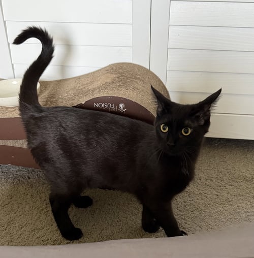 NOIR - Domestic Short Hair available for adoption