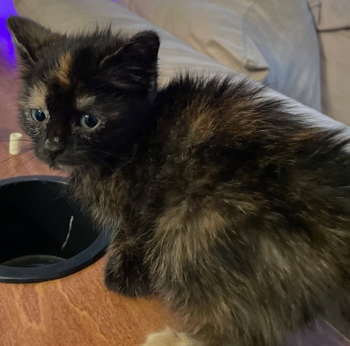 CHARLI - Tortoiseshell / Domestic Short Hair available for adoption