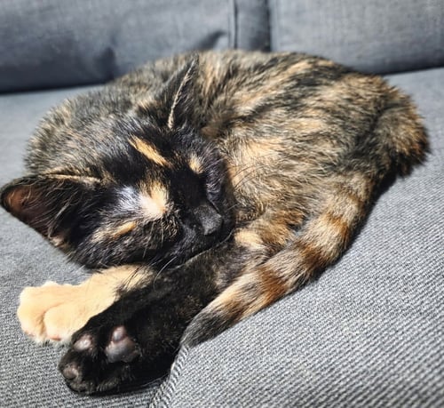 CHARLI - Tortoiseshell / Domestic Short Hair available for adoption