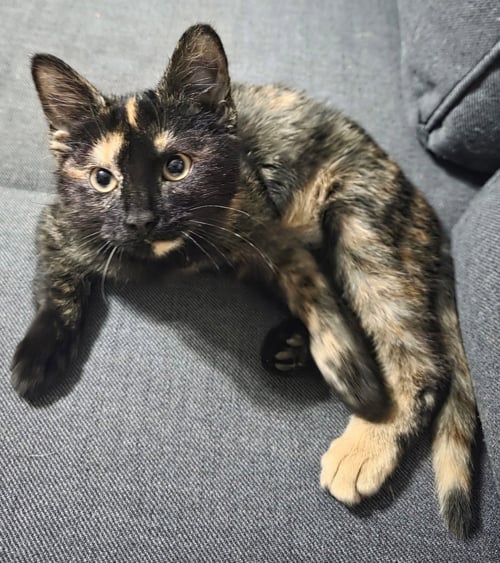 CHARLI - Tortoiseshell / Domestic Short Hair available for adoption