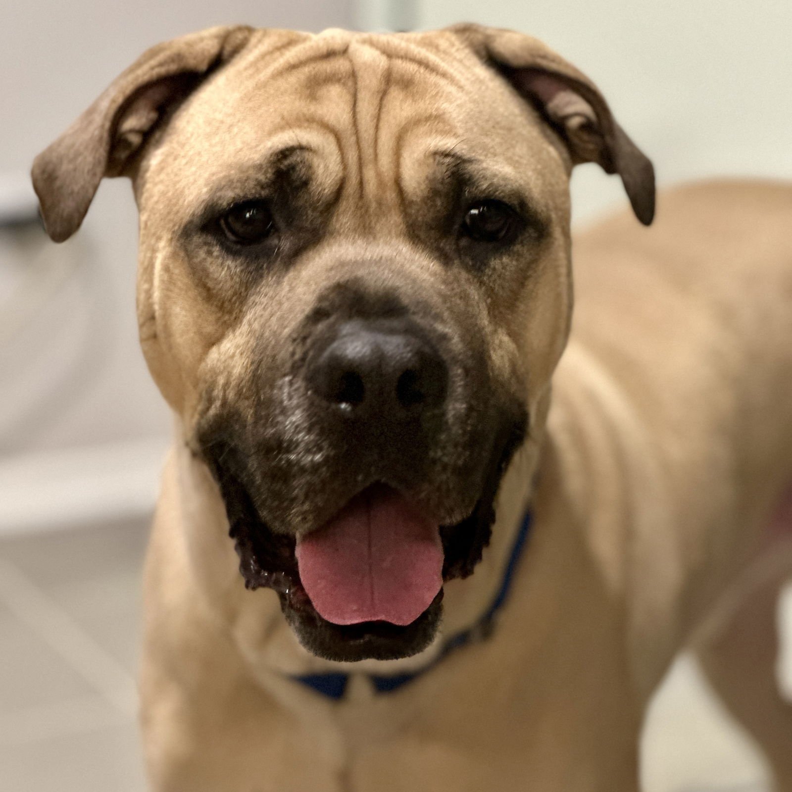 DUKE