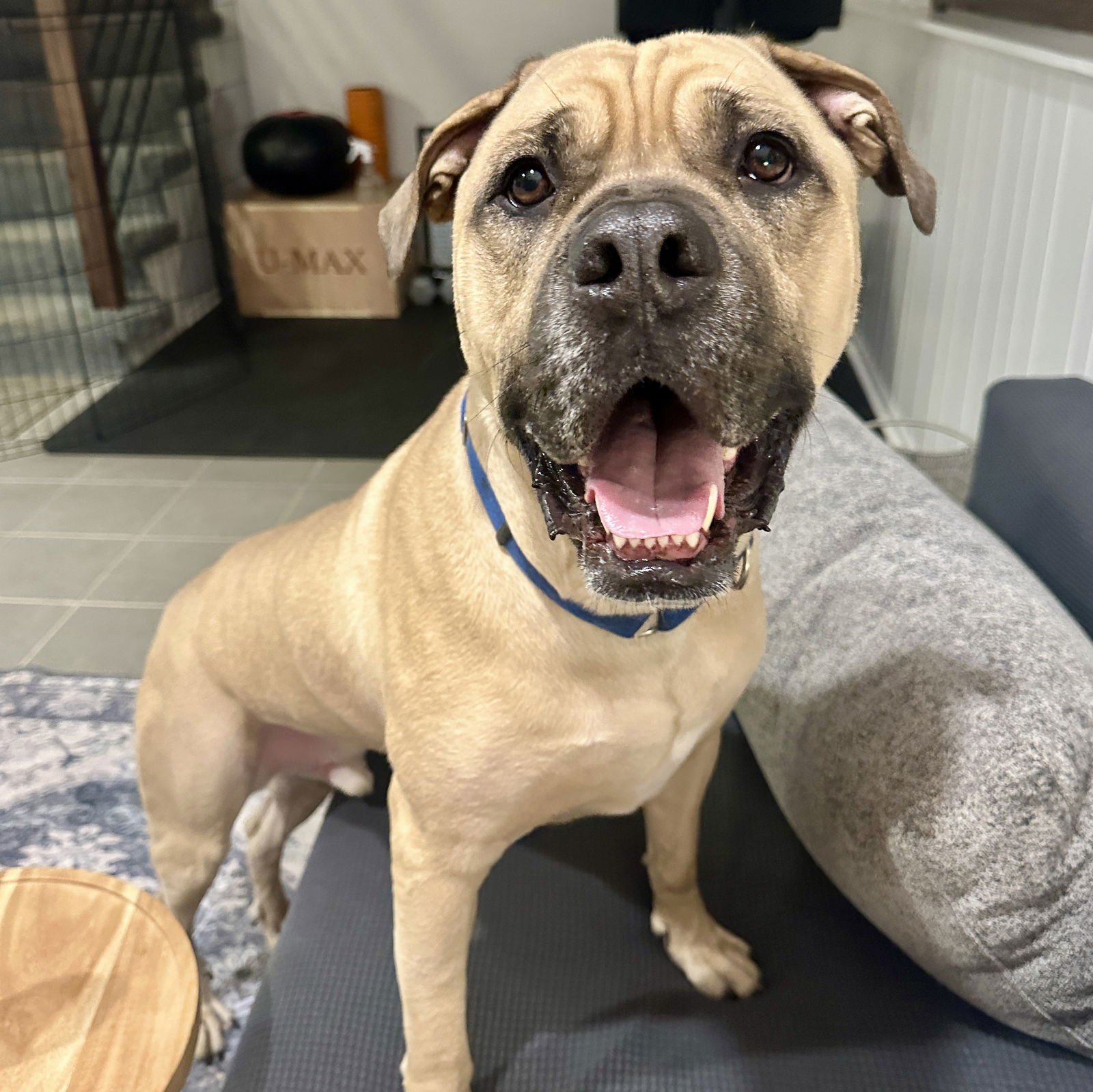 DUKE - Mastiff / American Bulldog available for adoption