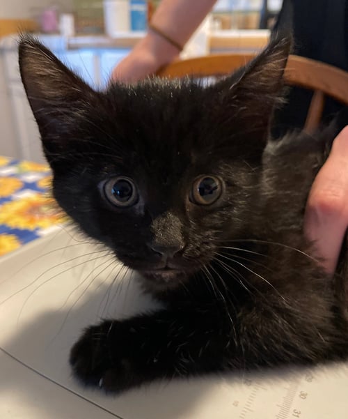 ASH - Domestic Short Hair available for adoption