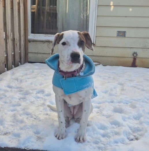 ZEMULA - Hound / Beagle available for adoption