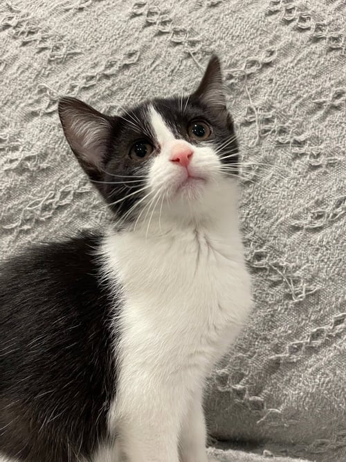 BUG - Domestic Short Hair available for adoption