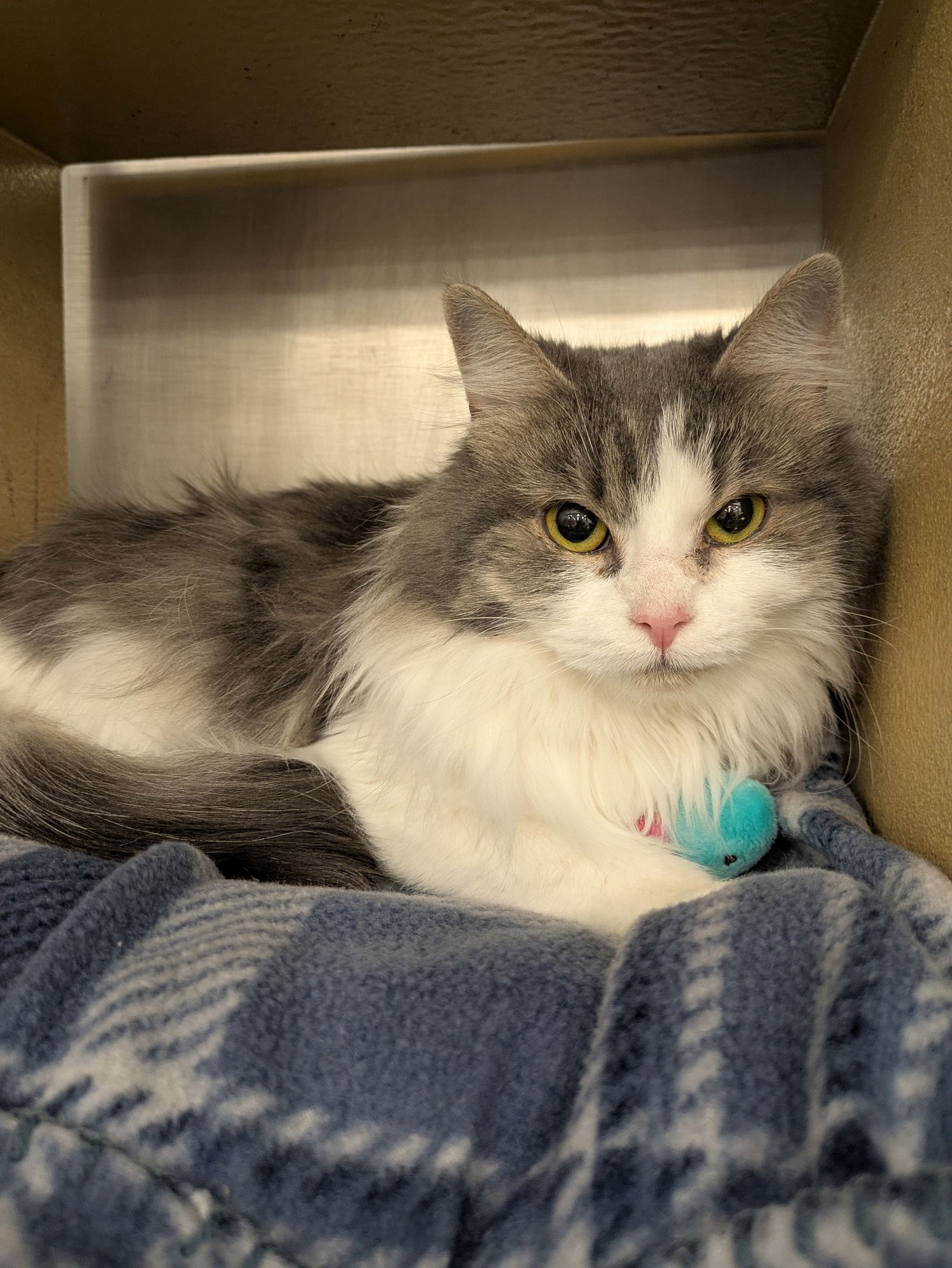 RAUCOUS - Domestic Long Hair available for adoption