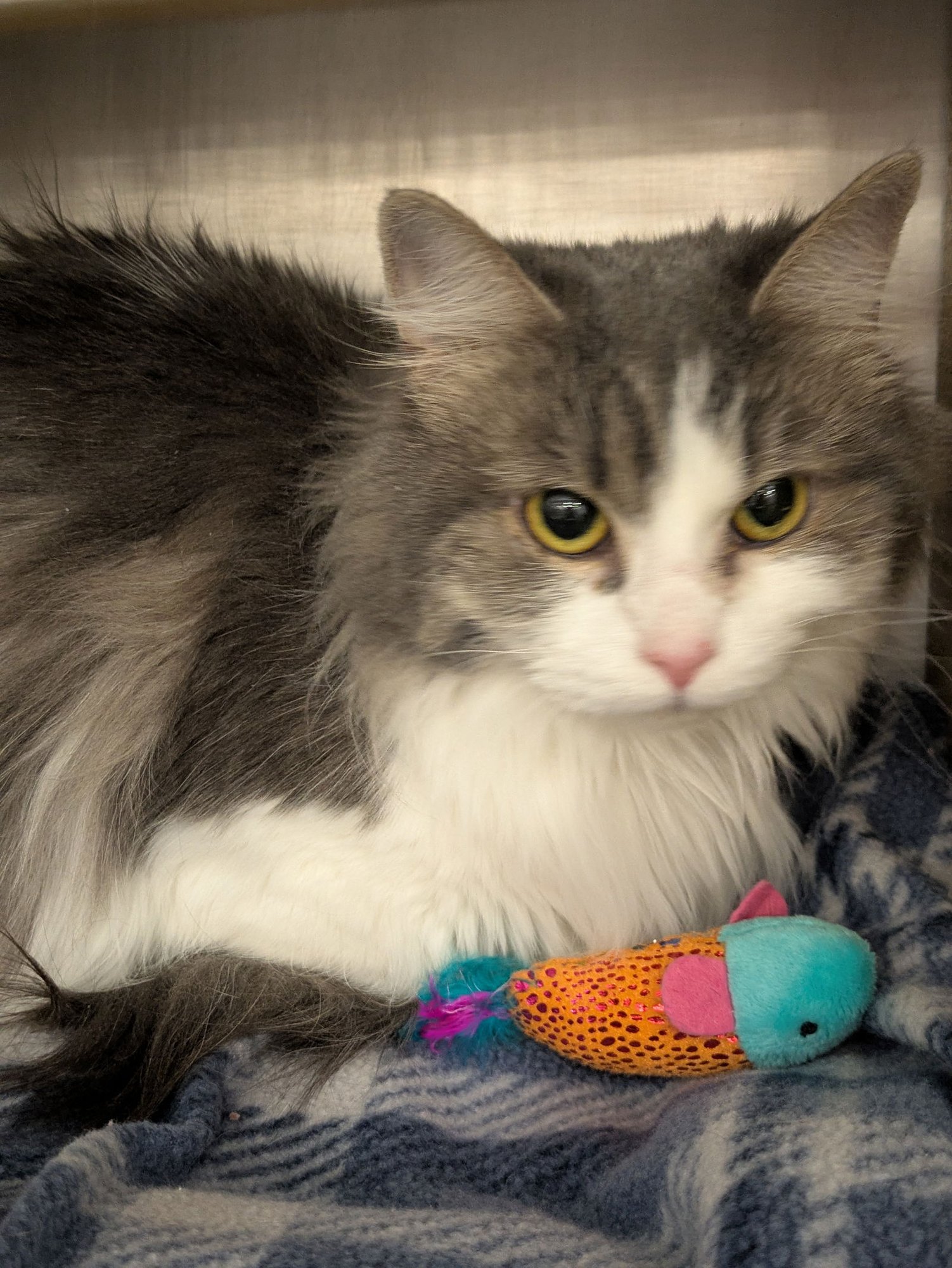 RAUCOUS - Domestic Long Hair available for adoption