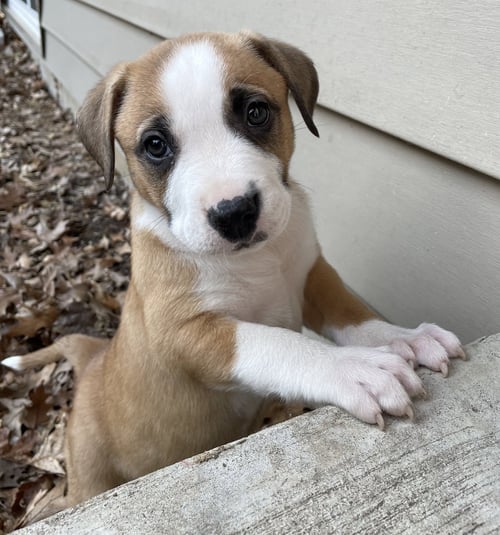 ALLEY WAY - Anatolian Shepherd / Boxer available for adoption