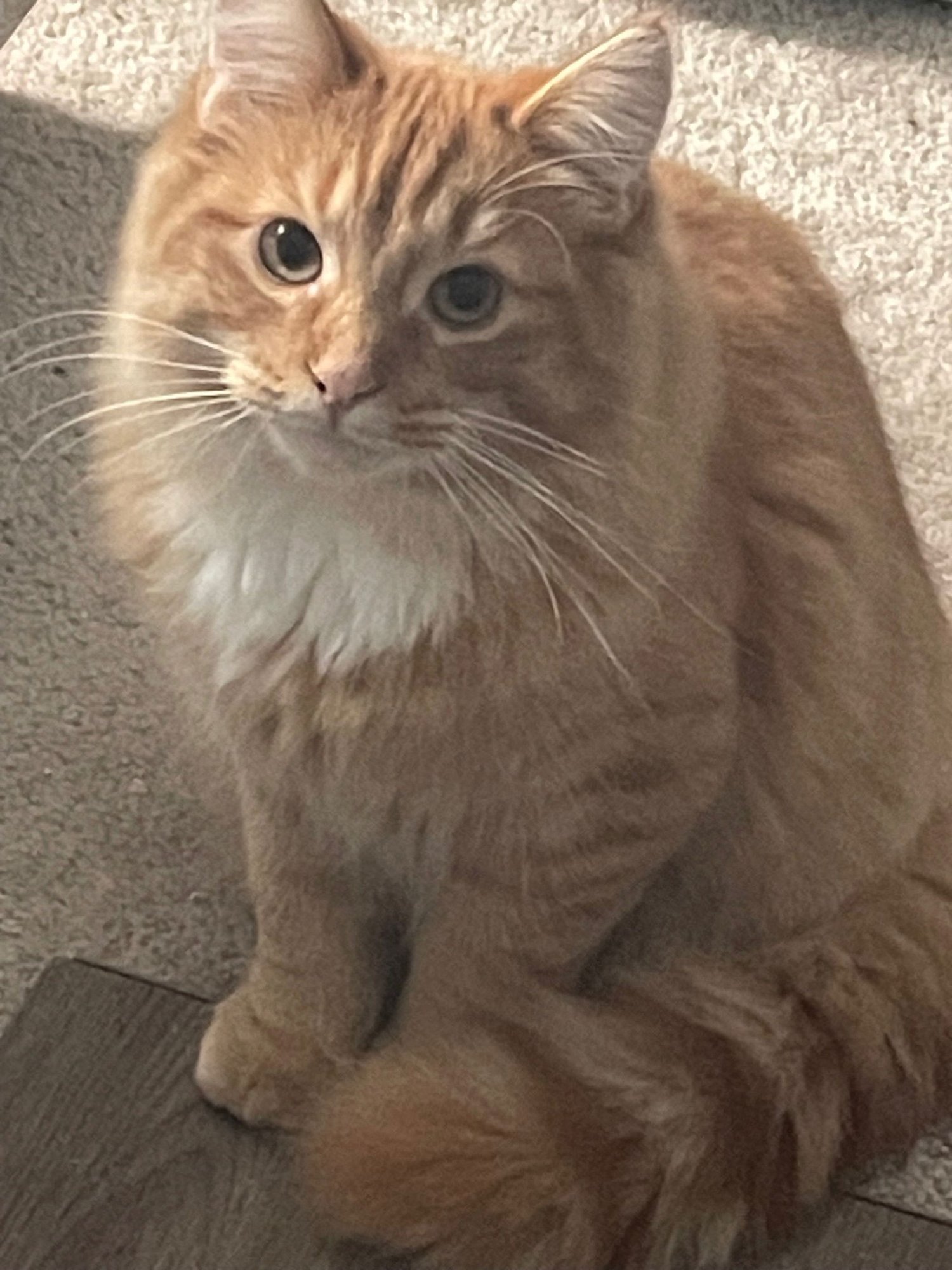RUSTY - Tabby / Domestic Long Hair available for adoption