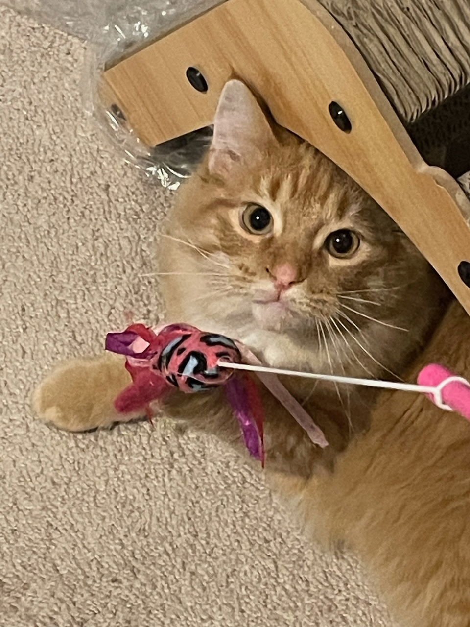 RUSTY - Tabby / Domestic Long Hair available for adoption