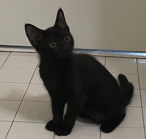 CLOUD - Domestic Short Hair available for adoption