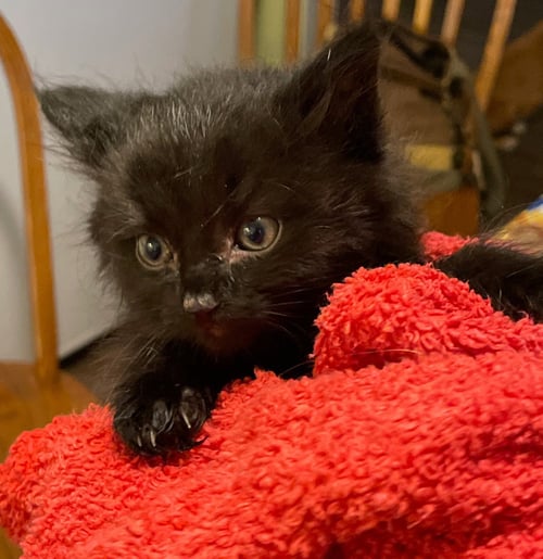 CANOPUS - Domestic Long Hair available for adoption