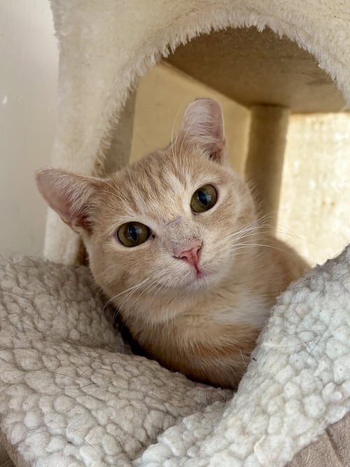 RAGNAR - Domestic Short Hair available for adoption