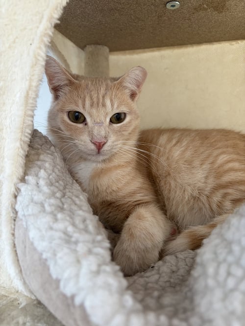 RAGNAR - Domestic Short Hair available for adoption