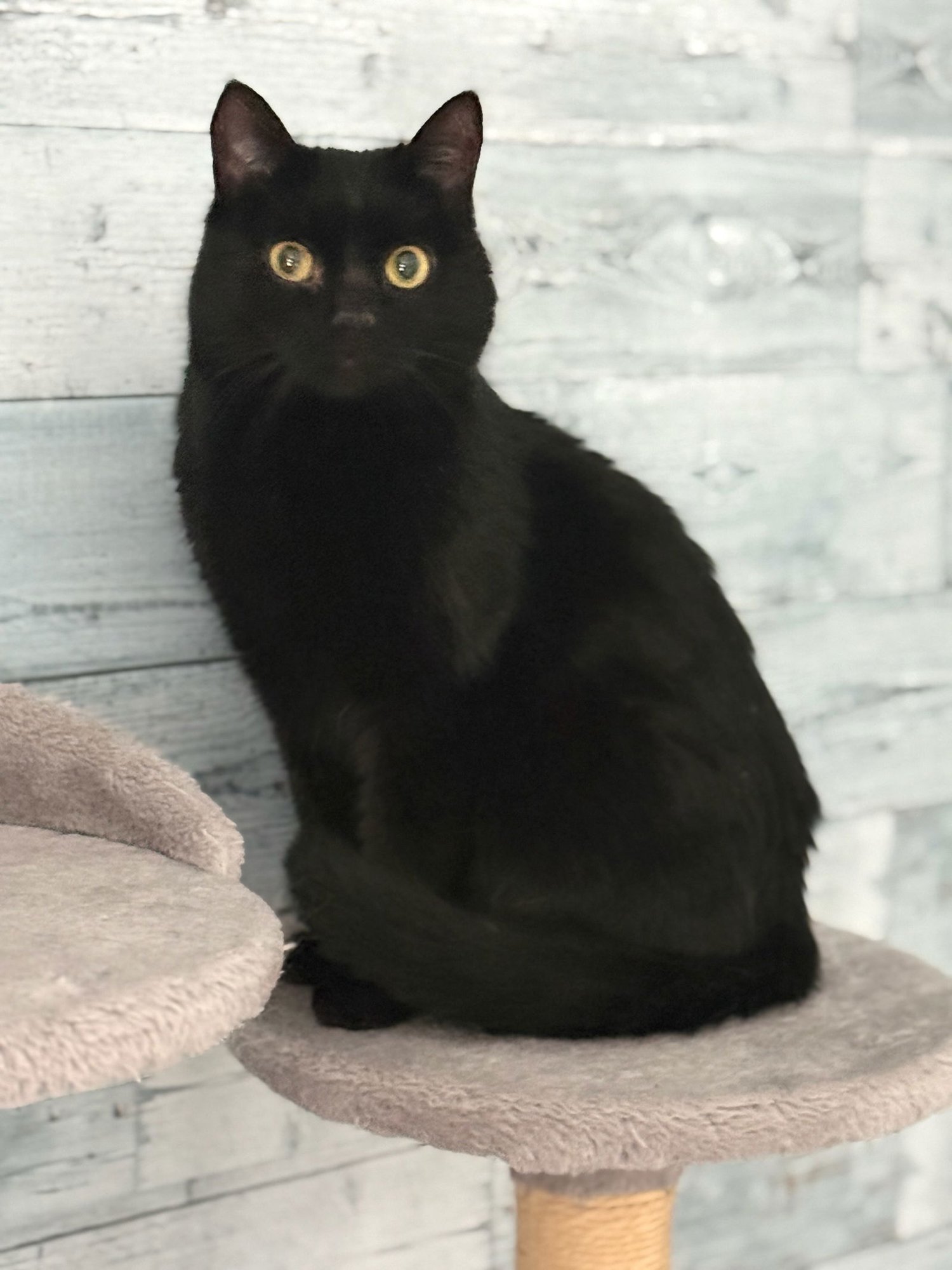 KNOPA - Domestic Short Hair available for adoption