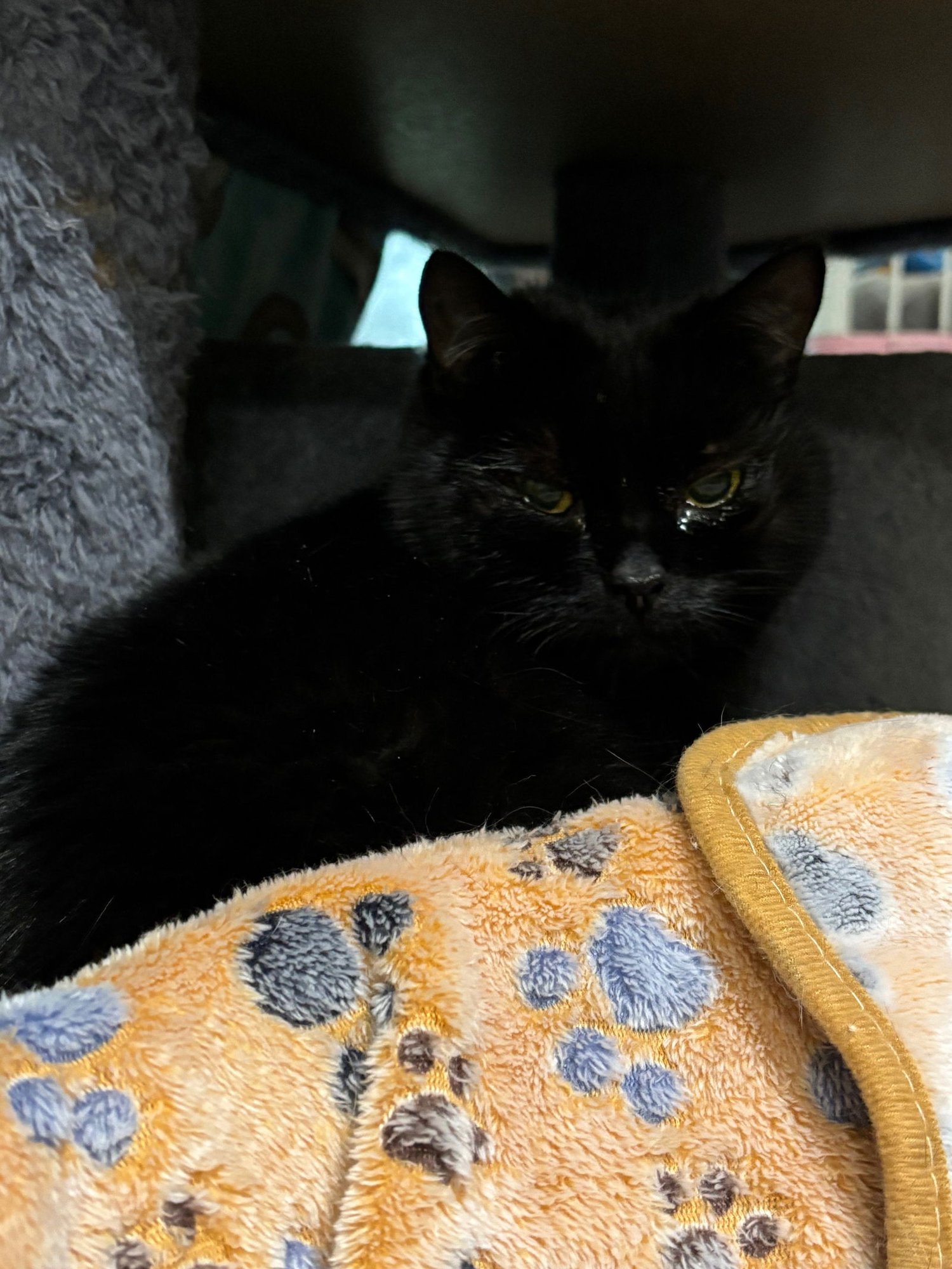 KNOPA - Domestic Short Hair available for adoption