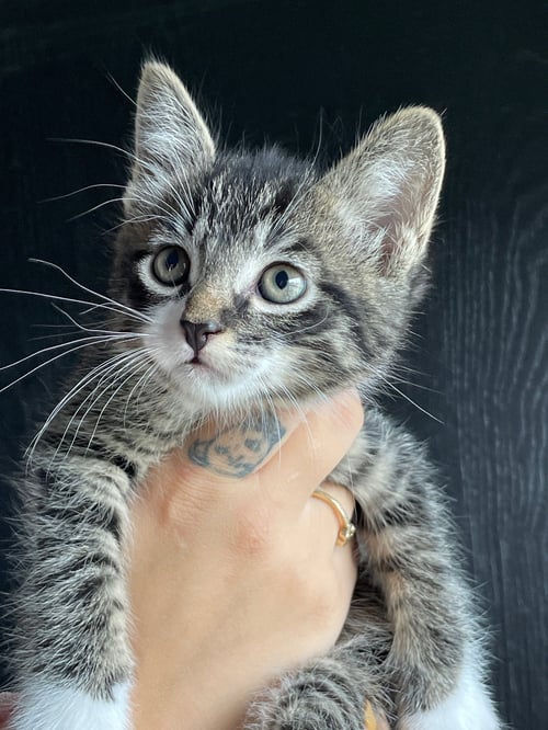 LUFFY - Tabby / Domestic Short Hair available for adoption