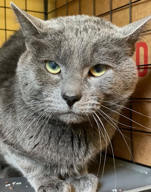 INDIGO - Russian Blue available for adoption