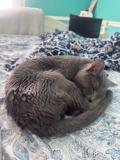 INDIGO - Russian Blue available for adoption