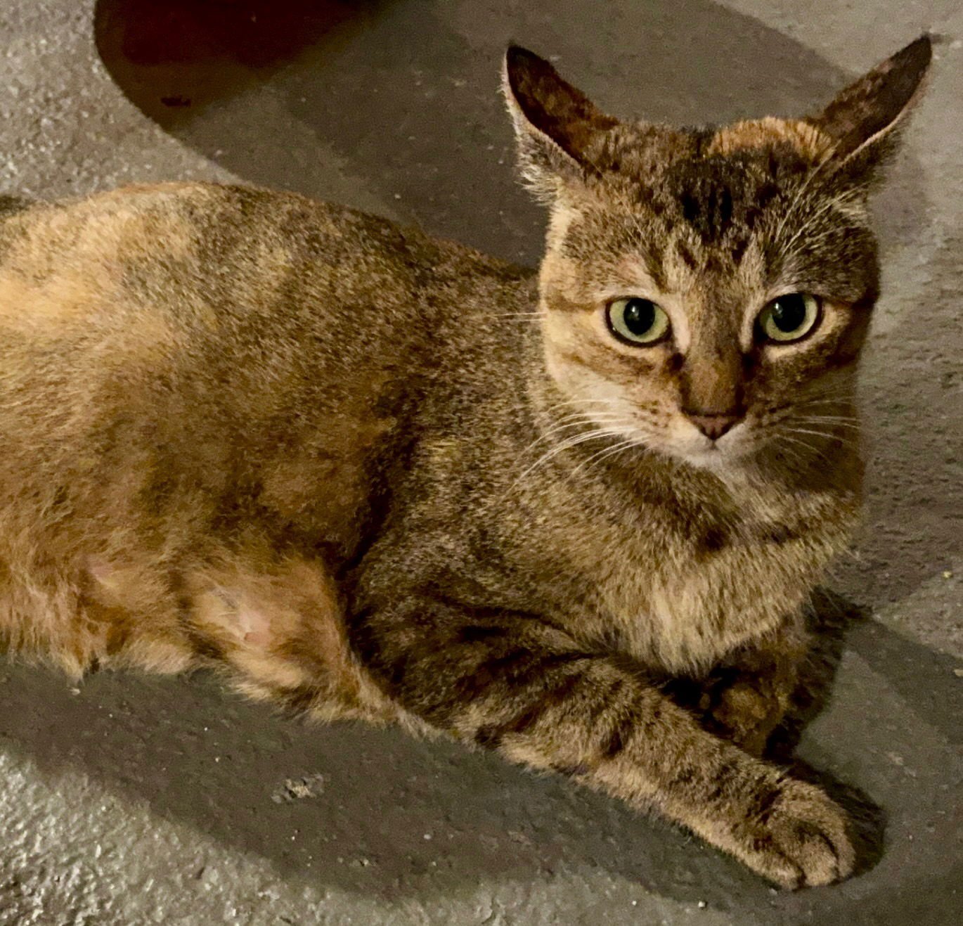 FRANKEE - Tabby / Domestic Short Hair available for adoption