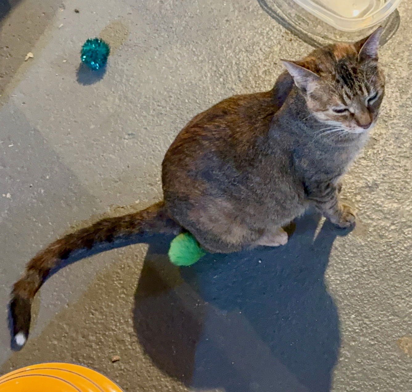 FRANKEE - Tabby / Domestic Short Hair available for adoption