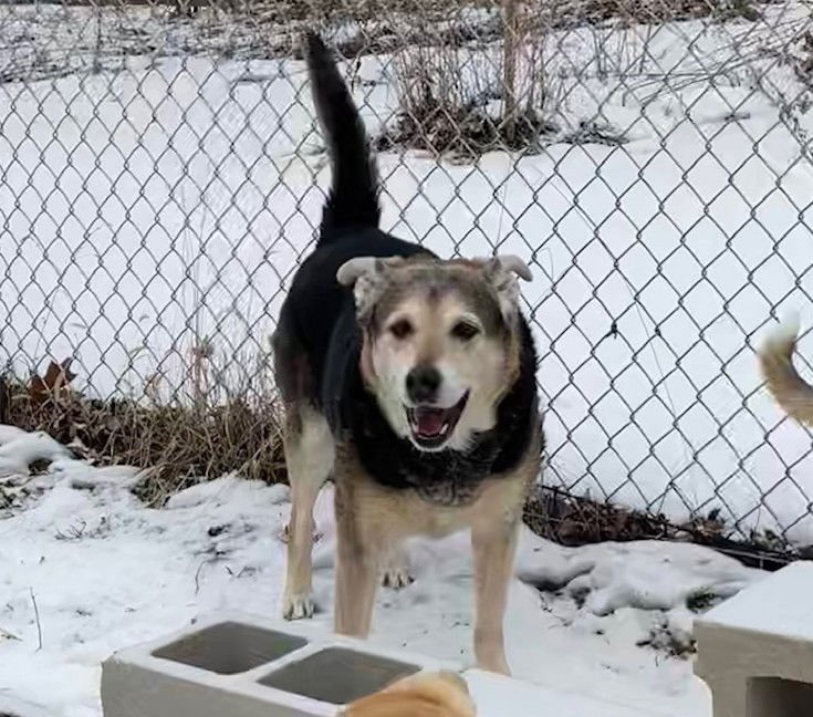 SHADY - German Shepherd Dog available for adoption