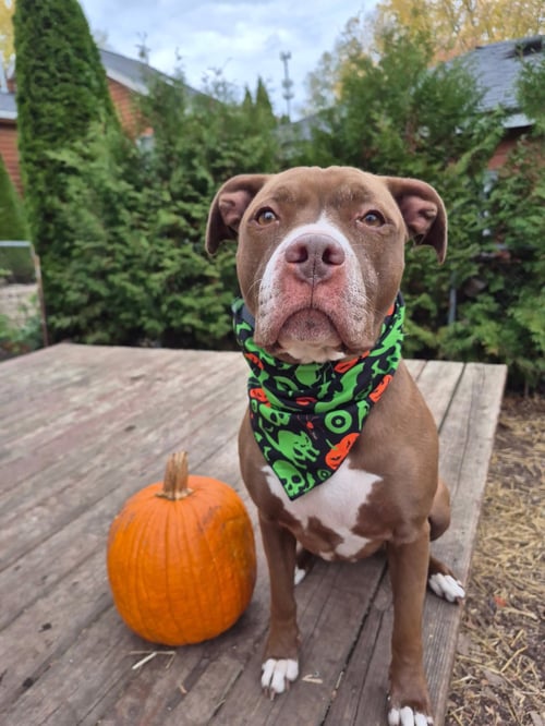 ALLIE - American Staffordshire Terrier / American Pit Bull Terrier available for adoption