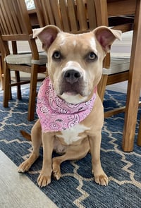 Indie - Photo 1