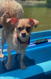 Chata - Photo 3