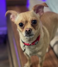 Chata - Photo 1
