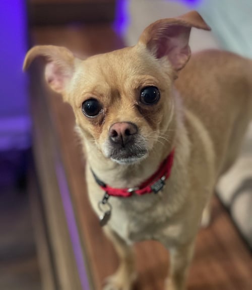 CHATA - Chihuahua for adoption in Kenosha