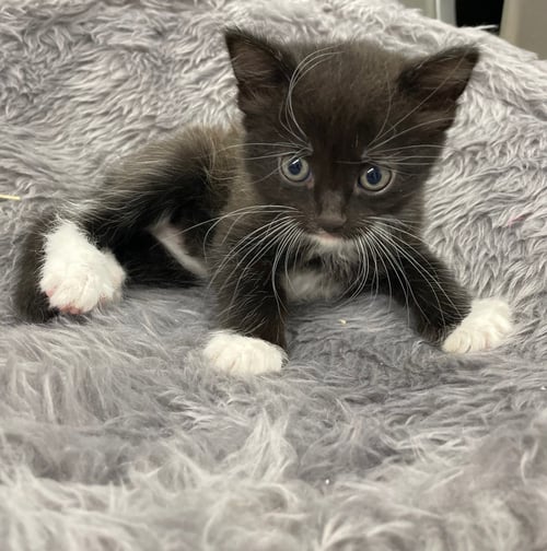 GRAPHIUM - Domestic Short Hair available for adoption