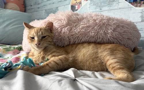 FLOKI - Domestic Short Hair / Tabby available for adoption