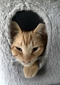 Floki - Photo 3