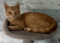 Floki - Photo 4