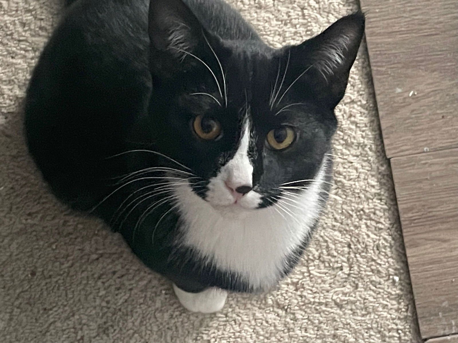 SKYPE - Tuxedo / Domestic Short Hair available for adoption