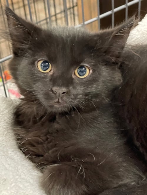 MANUKA - Domestic Medium Hair available for adoption