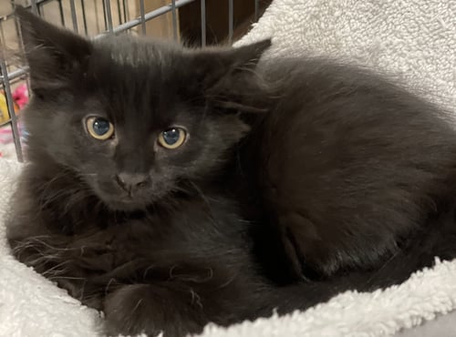 MANUKA - Domestic Medium Hair available for adoption