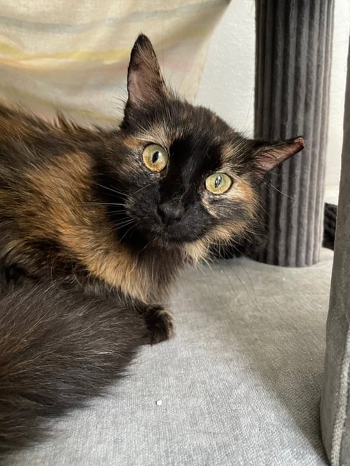 CALENDULA - Tortoiseshell / Domestic Short Hair available for adoption