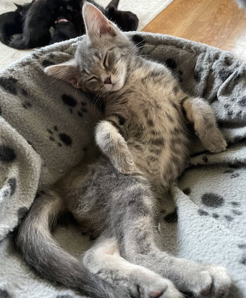 LUV - Tabby / Domestic Short Hair available for adoption