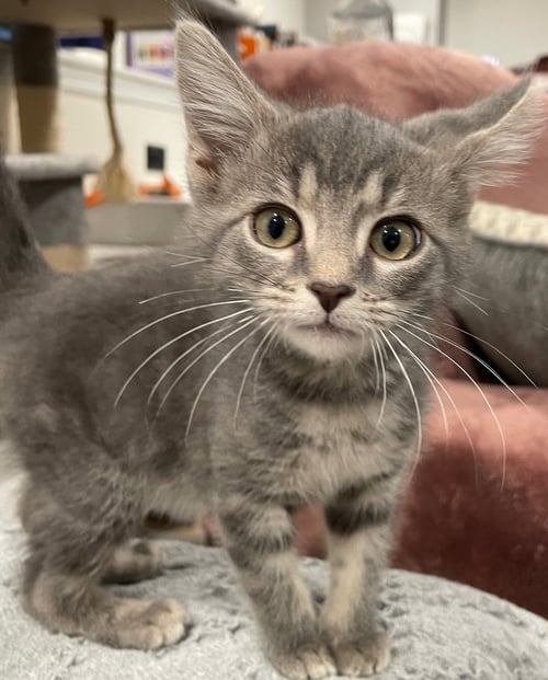 LUV - Tabby / Domestic Short Hair available for adoption