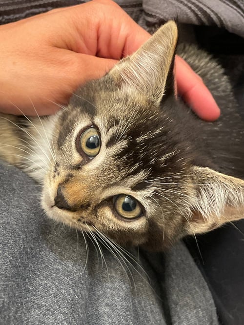 MERLIN - Tabby / Domestic Short Hair available for adoption